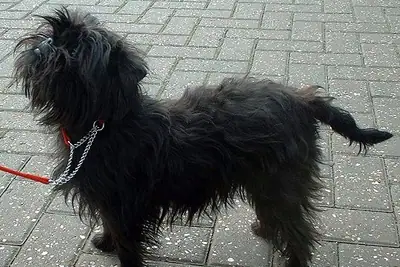 A Affenpinscher