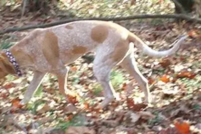 A American English Coonhound
